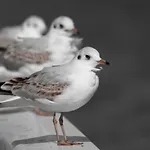 Zur Linde